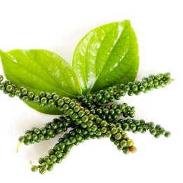 Sementes de PIMENTA-PRETA (Piper nigrum) - 1.755