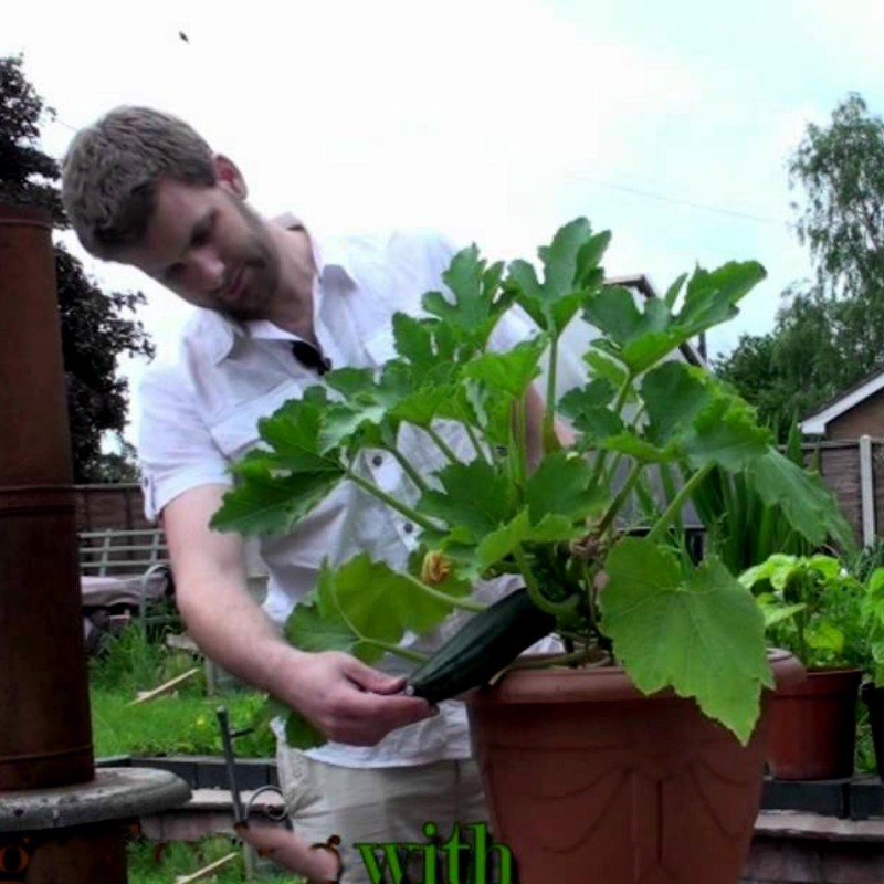 Striato di Napoli Zucchini frön | Seeds Shop Store