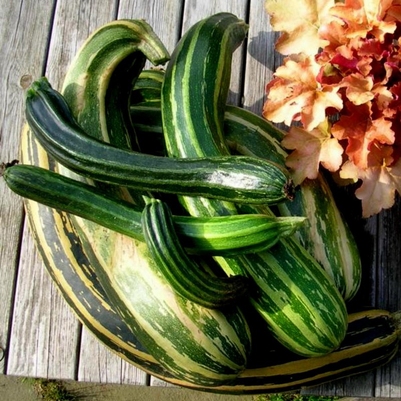 Striato di Napoli Zucchini frön | Seeds Shop Store