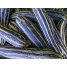 Striato di Napoli Zucchini frön | Seeds Shop Store