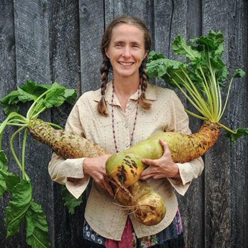 Jätte gula Eckendorf betor frön | Seeds Shop Store