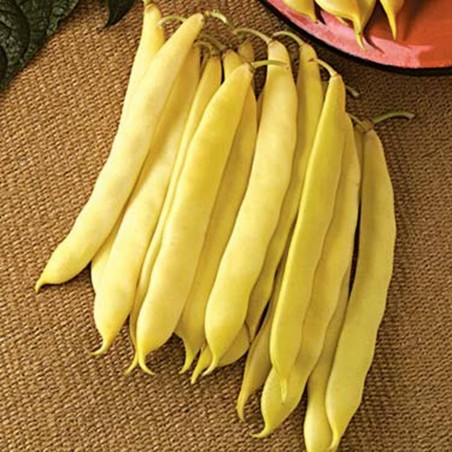 Capitano Bush Bean Seeds | Seeds Shop Store