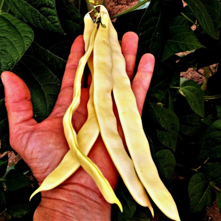 Beans seeds Buddha Market | Seeds Shop Store