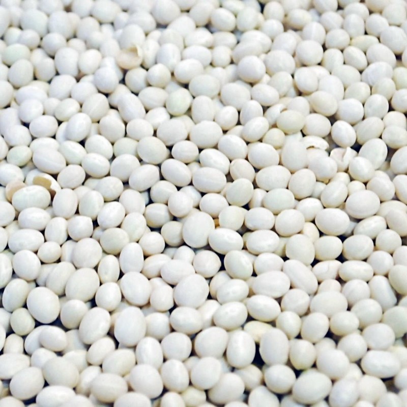 Semi di fagioli bianchi perla Zenit | Seeds Shop Store