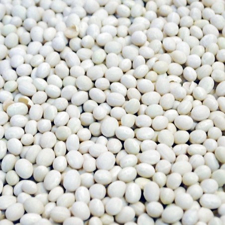 Λευκή φασόλια μαργαριτάρι σπόρους Ζenit | Seeds Shop Store