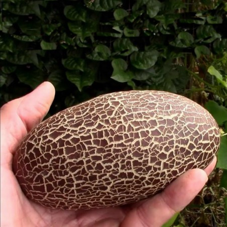 Sikkim Krastavac Seme | Seeds Shop Store