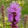 Rosenstav frön (Liatris spicata) | Seeds Shop Store