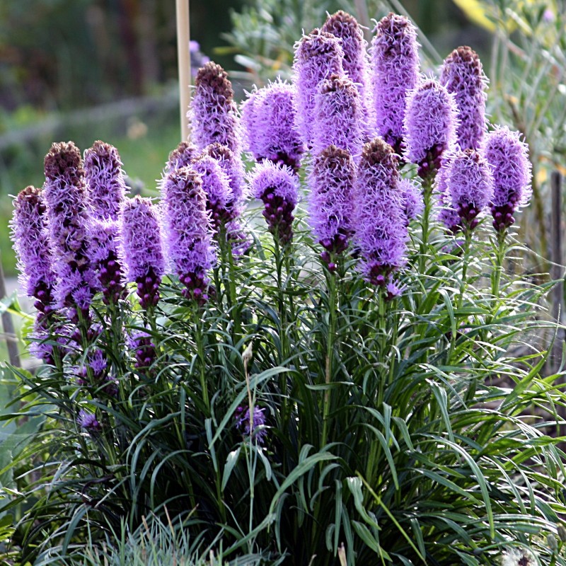 Rosenstav frön (Liatris spicata) | Seeds Shop Store