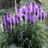 Rosenstav frön (Liatris spicata) | Seeds Shop Store