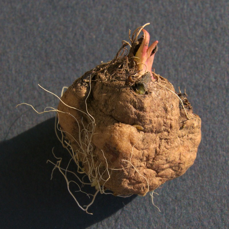 Rosenstav frön (Liatris spicata) | Seeds Shop Store