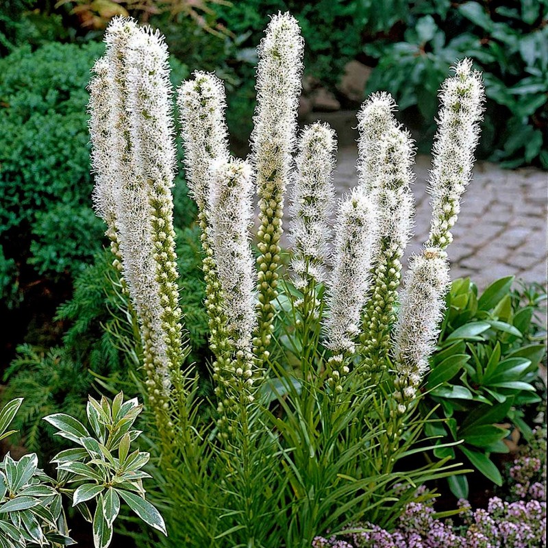 Rosenstav frön (Liatris spicata) | Seeds Shop Store