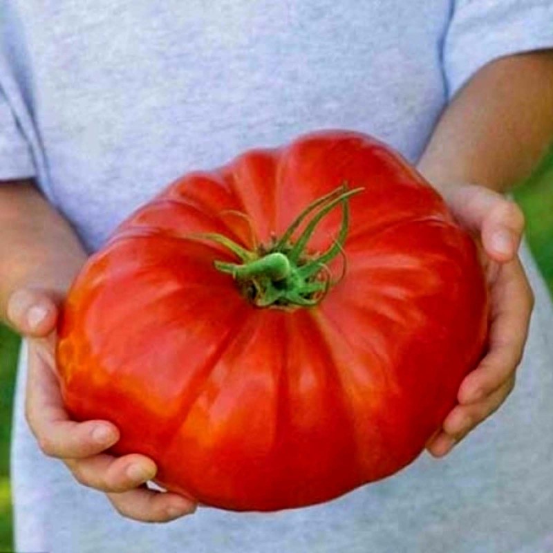 Tres Cantos Tomato Seeds | Seeds Shop Store
