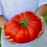 Tres Cantos Tomato Seeds | Seeds Shop Store