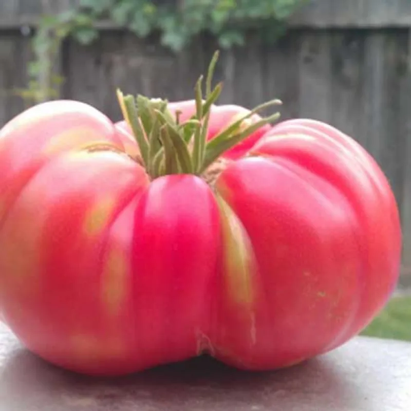 Tres Cantos Tomato Seeds | Seeds Shop Store
