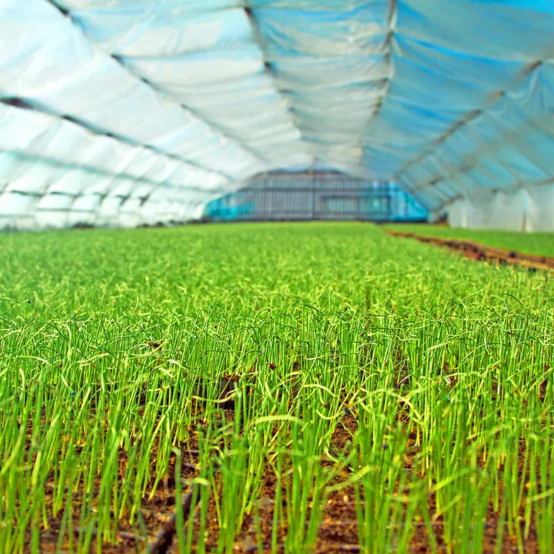 Sementes Integrais de Arroz - Cores Misturadas | Seeds Shop Store