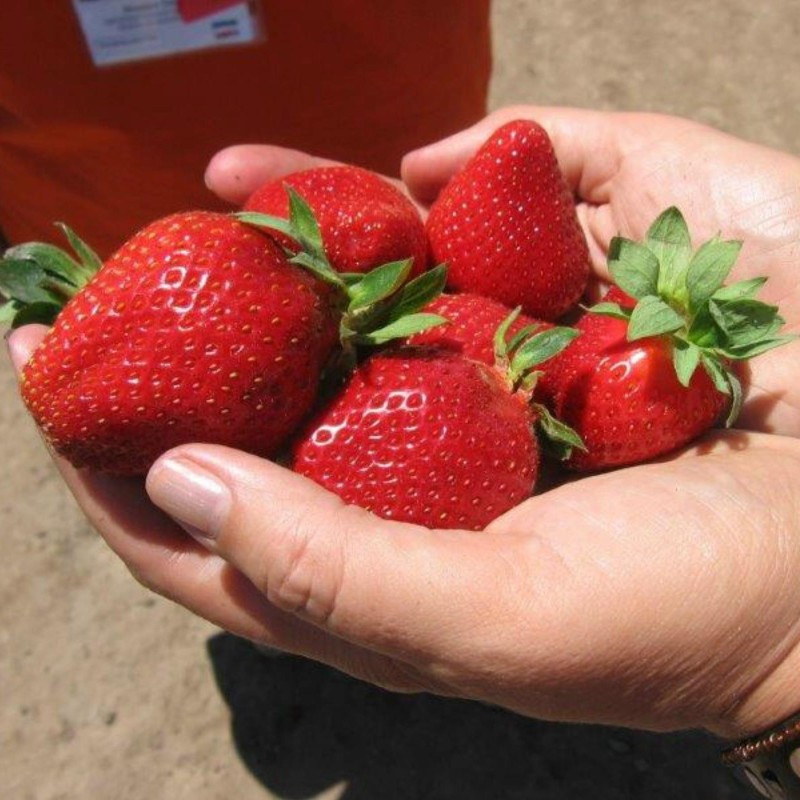 Sementes de morango Alba | Seeds Shop Store