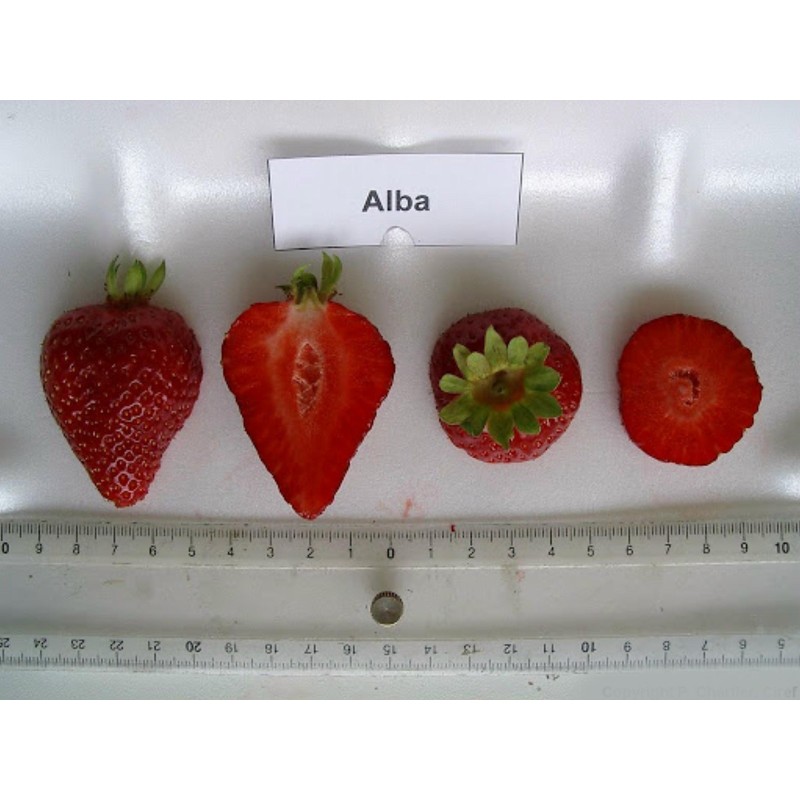 Sementes de morango Alba | Seeds Shop Store