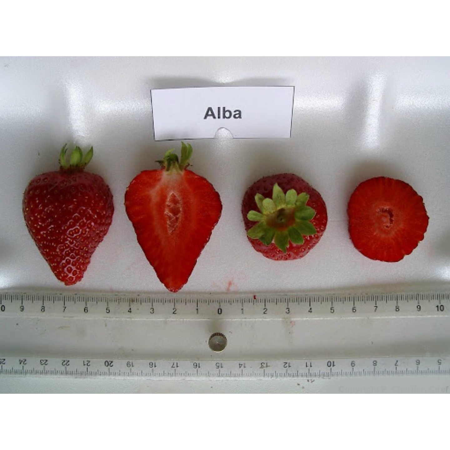 Alba Strawberry Seeds | Heirloom, organic & exotic seeds | Exotic Seeds Shop