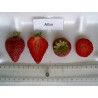 Sementes de morango Alba | Seeds Shop Store