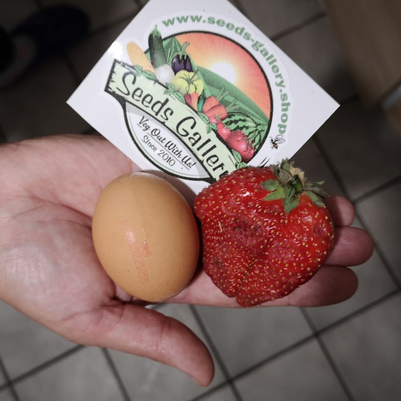 Giant strawberry seeds | Seeds Shop Store