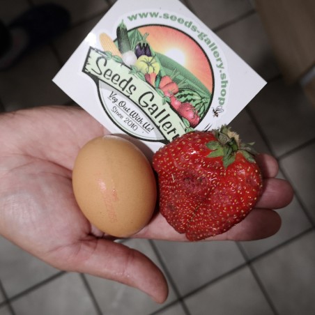 Giant strawberry seeds | Seeds Shop Store