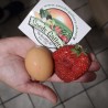 Giant strawberry seeds | Seeds Shop Store