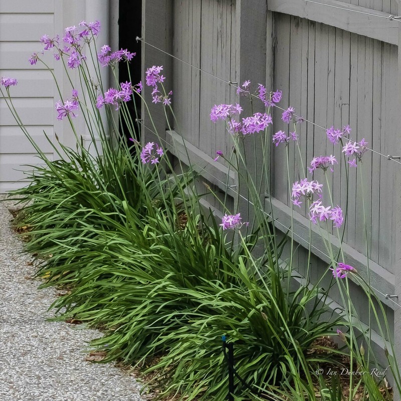 Nasiona czosnek society (Tulbaghia violacea) | Seeds Shop Store