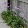 Zimmerknoblauchs Samen (Tulbaghia violacea) | Seeds Shop Store