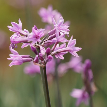 Society fokhagyma magok (Tulbaghia violacea) | Seeds Shop Store