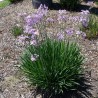 Nasiona czosnek society (Tulbaghia violacea) | Seeds Shop Store