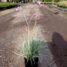 Zimmerknoblauchs Samen (Tulbaghia violacea) | Seeds Shop Store