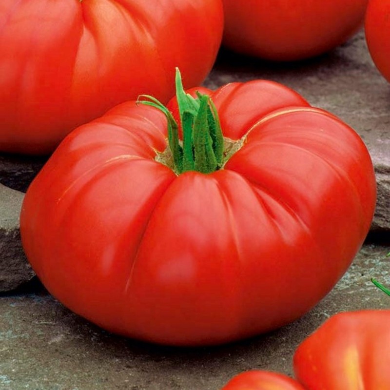 Semi di pomodoro giganti Brutus | Seeds Shop Store