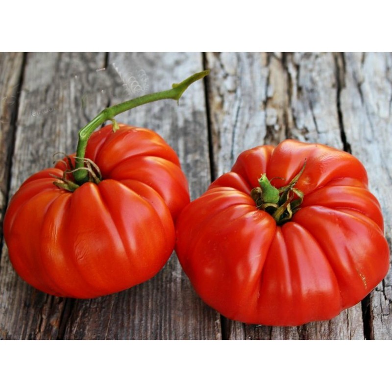 بذور طماطم بروتس العملاقة | Seeds Shop Store