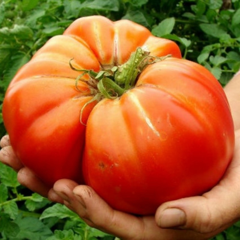 Brutus Giant Tomato Seeds | Seeds Shop Store