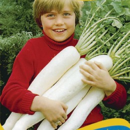 Giant Japanese White Radish Japana F1 - 2.5