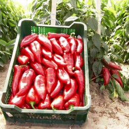 Semillas de pimiento Galaxy - 2.4