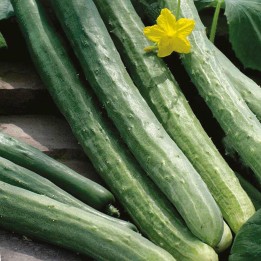Cucumber Seeds Chinese Snake - 193.527799
