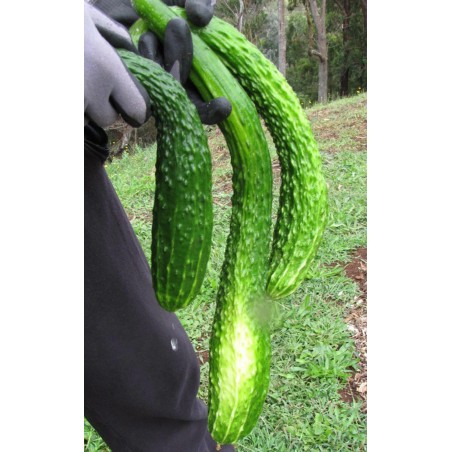 Sementes de pepino Chinês Slangen - chinês Serpente | Seeds Shop Store