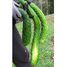Sementes de pepino Chinês Slangen - chinês Serpente | Seeds Shop Store