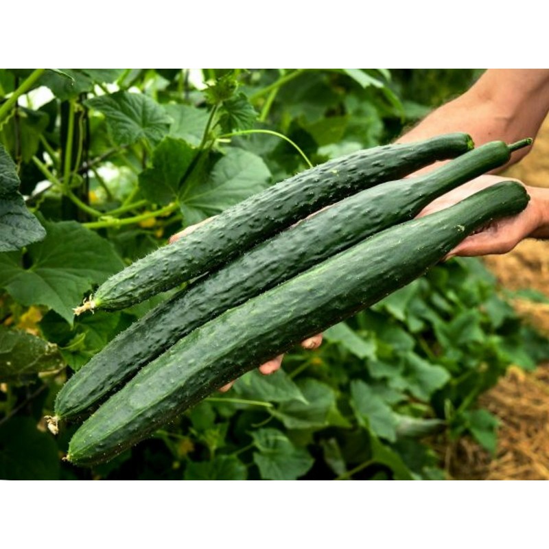 Sementes de pepino Chinês Slangen - chinês Serpente | Seeds Shop Store