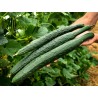 Sementes de pepino Chinês Slangen - chinês Serpente | Seeds Shop Store