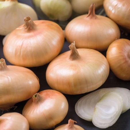 Borettana Onion Seeds | Seeds Shop Store