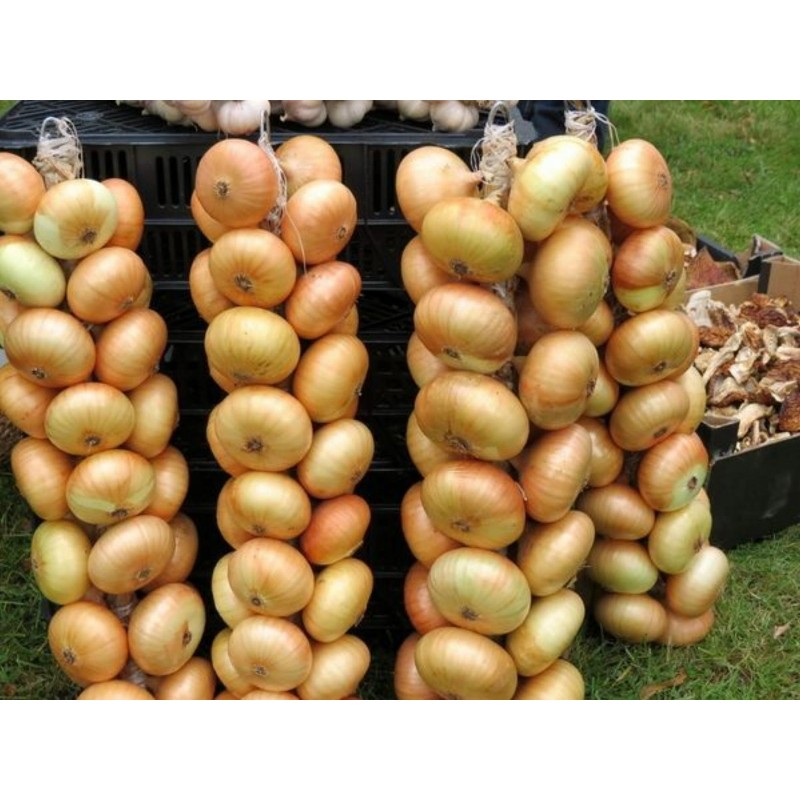 Borettana Onion Seeds | Seeds Shop Store