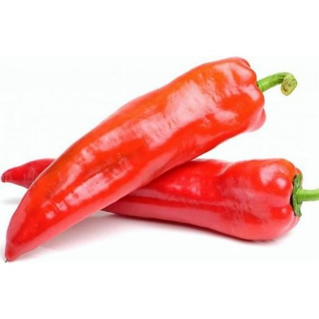 Kalorez édespaprika magok | Seeds Shop Store