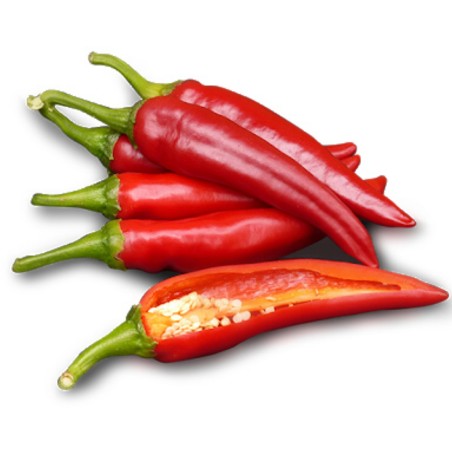 Szegedi 80 Paprikasamen | Seeds Shop Store