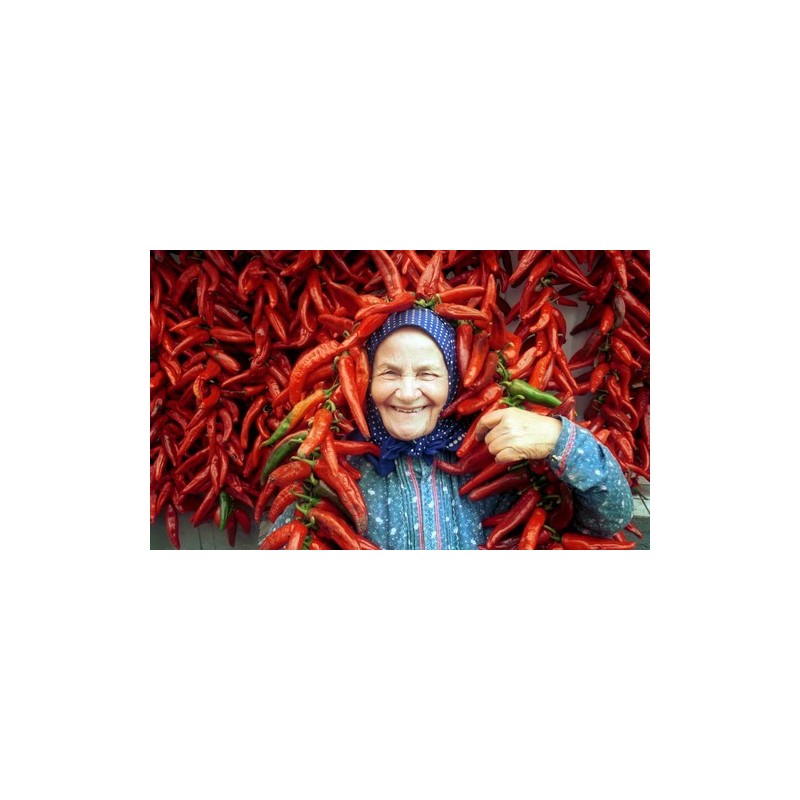 Szegedi 80 Paprikasamen | Seeds Shop Store