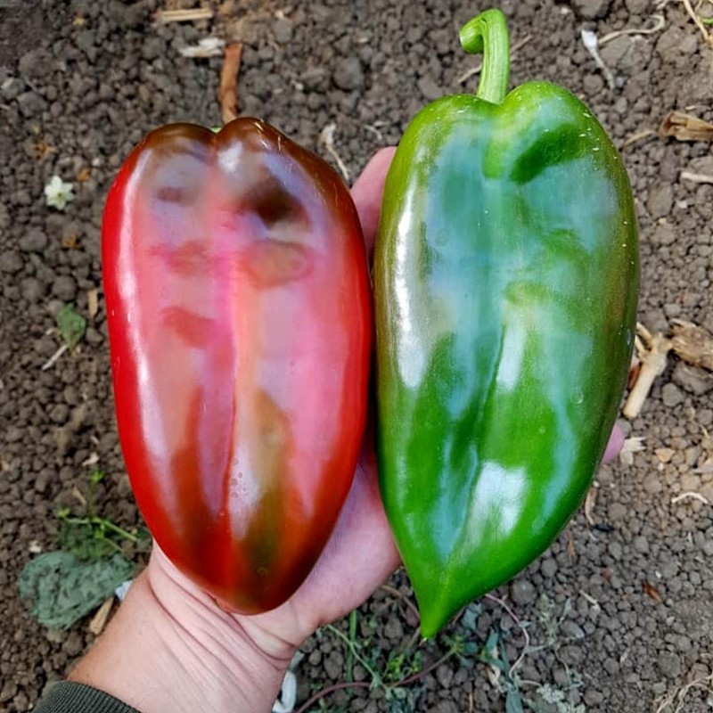 Sementes de pimenta doce Dumbo 34 | Seeds Shop Store