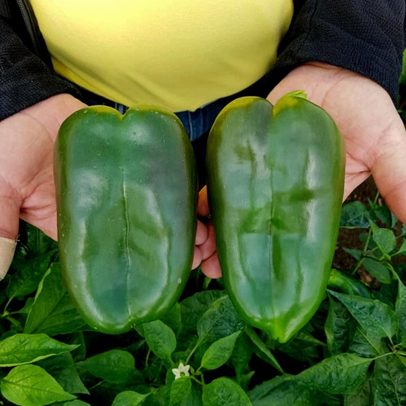 Sementes de pimenta doce Dumbo 34 | Seeds Shop Store