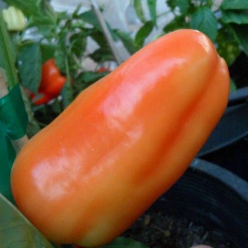 Hungarian Sweet Pepper Seeds Albaregia | Seeds Shop Store