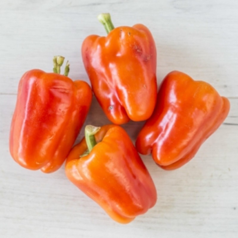 Hungarian Sweet Pepper Seeds Albaregia | Seeds Shop Store